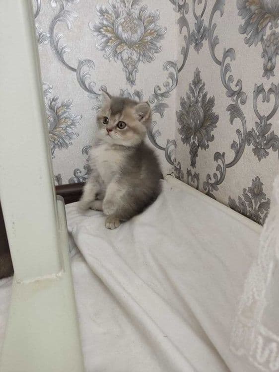 Zalatoy chinchilla bolalari / Золотистые котята шиншиллы — 4