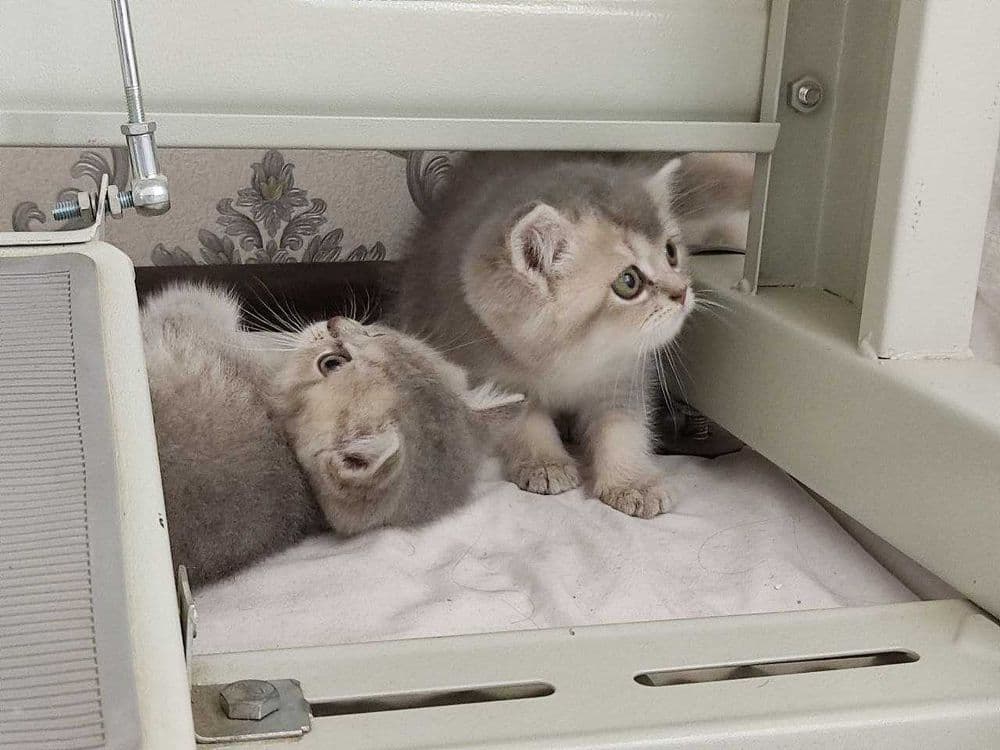 Zalatoy chinchilla bolalari / Золотистые котята шиншиллы — 5