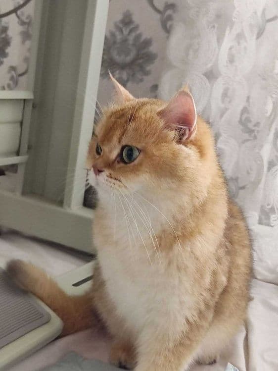 Zalatoy chinchilla bolalari / Золотистые котята шиншиллы — 8