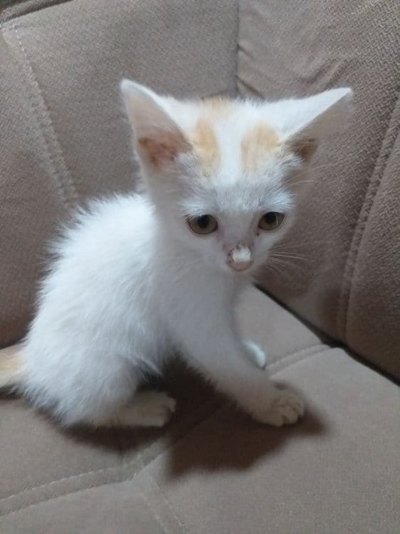 Котик Породистый — 1