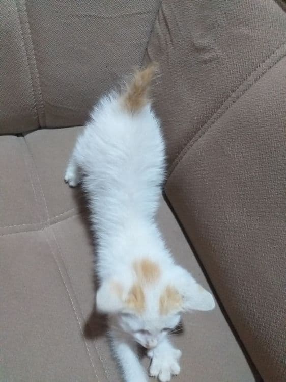 Котик Породистый — 2