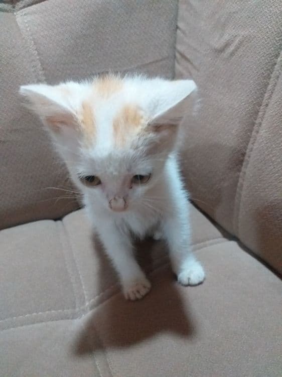 Котик Породистый — 3