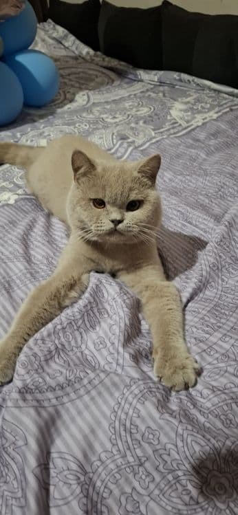 Zotli mushik sotiladi — 4