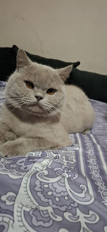 Zotli mushik sotiladi — 5