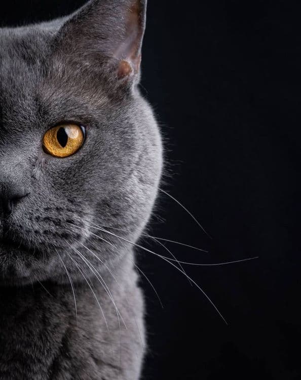 Вязка кота британской породы! — 3