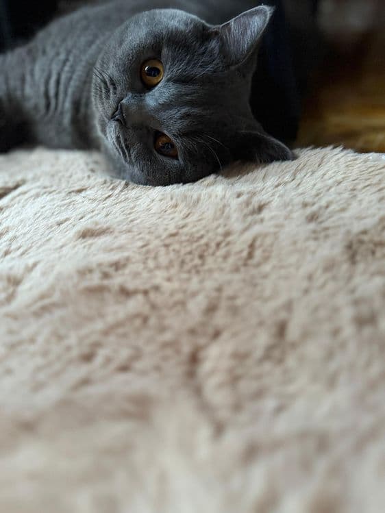 Вязка кота британской породы! — 4