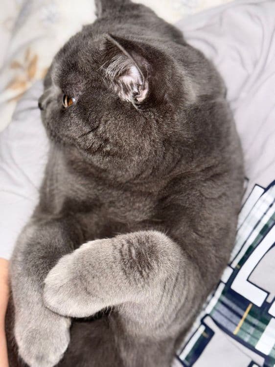 Вязка кота британской породы! — 5