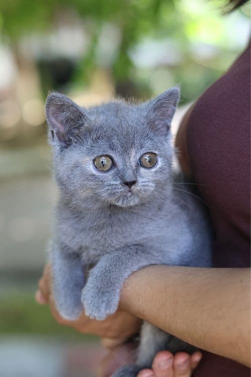 Продаются британские котята — 2