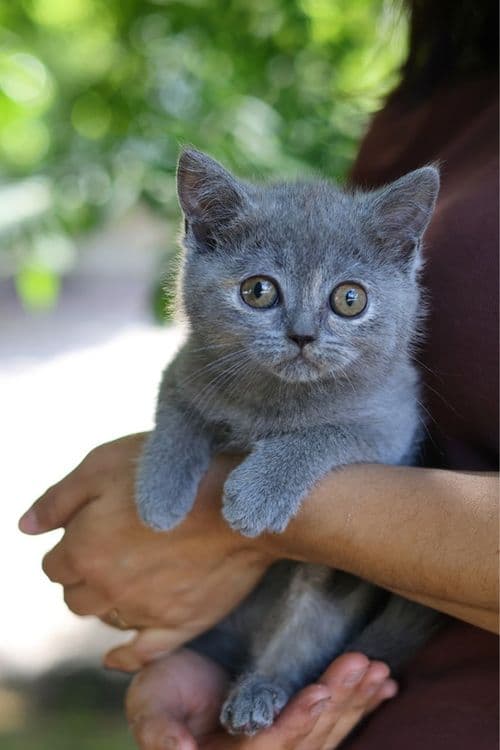 Продаются британские котята — 3
