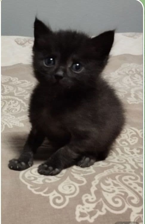 Продаются котята — 2