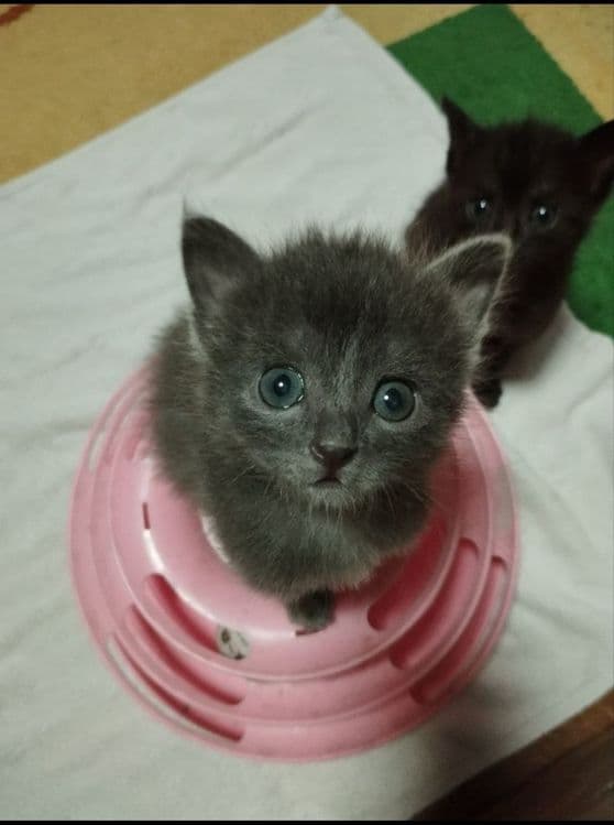 Продаются котята — 3