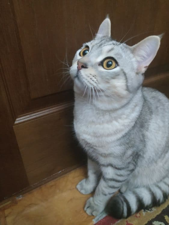 Мушук боллари сотилади — 3