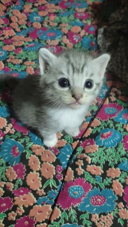 Мушук боллари сотилади — 2