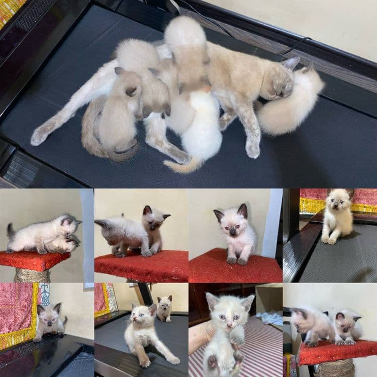 Продаю сьямских котят!! — 1