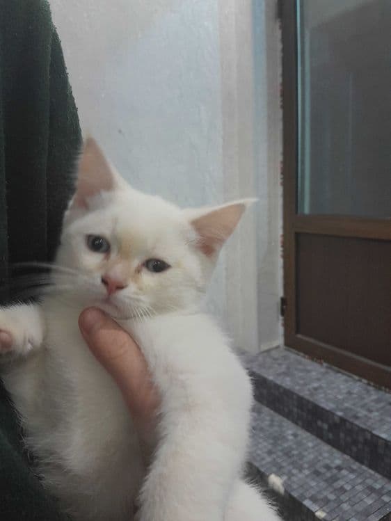 Mushuklar otasi skotish — 2