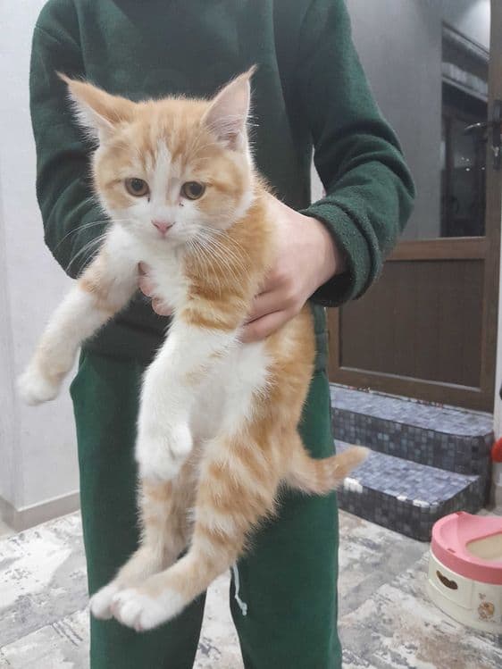 Mushuklar otasi skotish — 4
