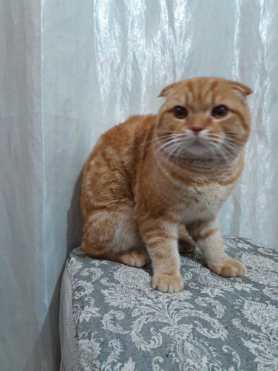 Mushuklar otasi skotish — 6