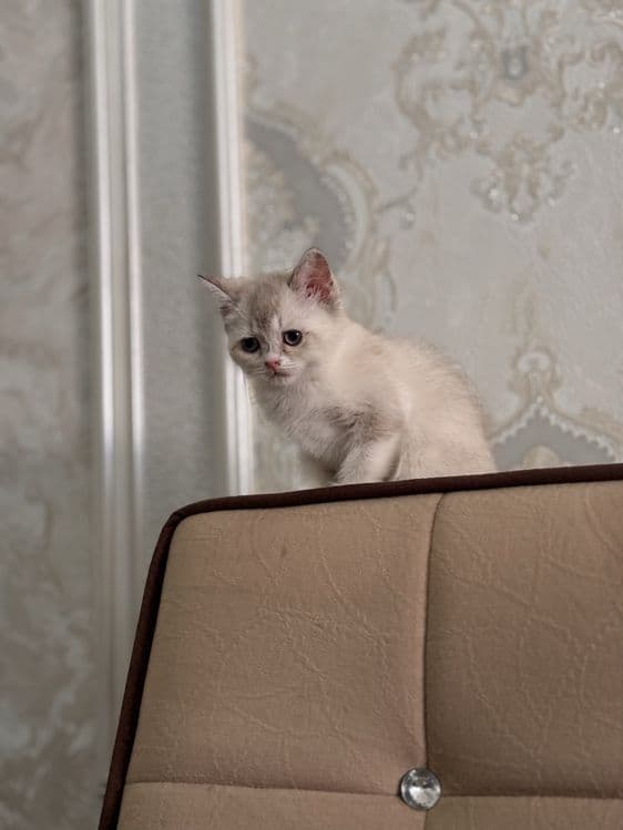 Британская шиншилла (blue point), девочка. Ласковая, игривая. — 6