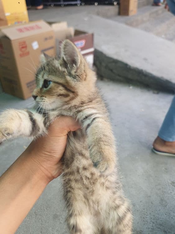 Скотиш  страйт мушук — 2