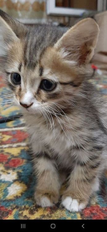 Скотиш  страйт мушук — 4