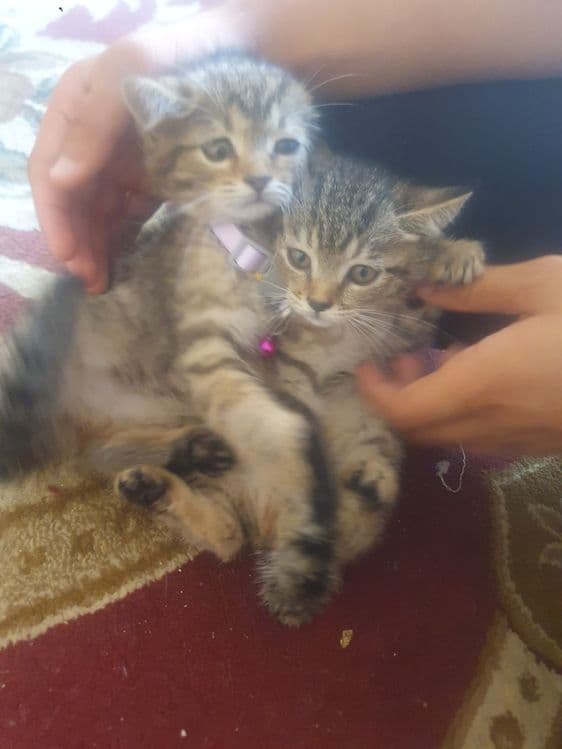Скотиш  страйт мушук — 5