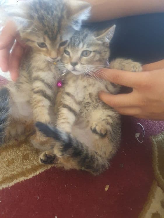 Скотиш  страйт мушук — 6