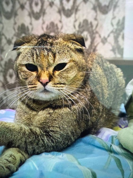 Кошка(скоттиш фолд) — 2