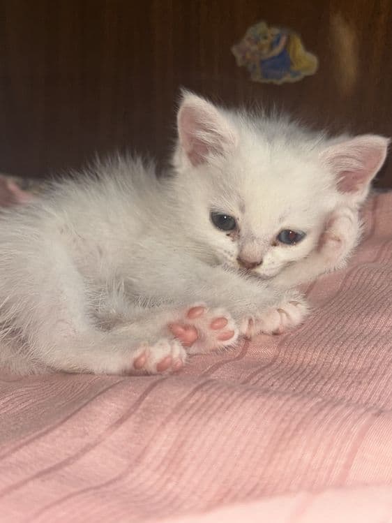Милый котёнок ищет заботливый д — 2