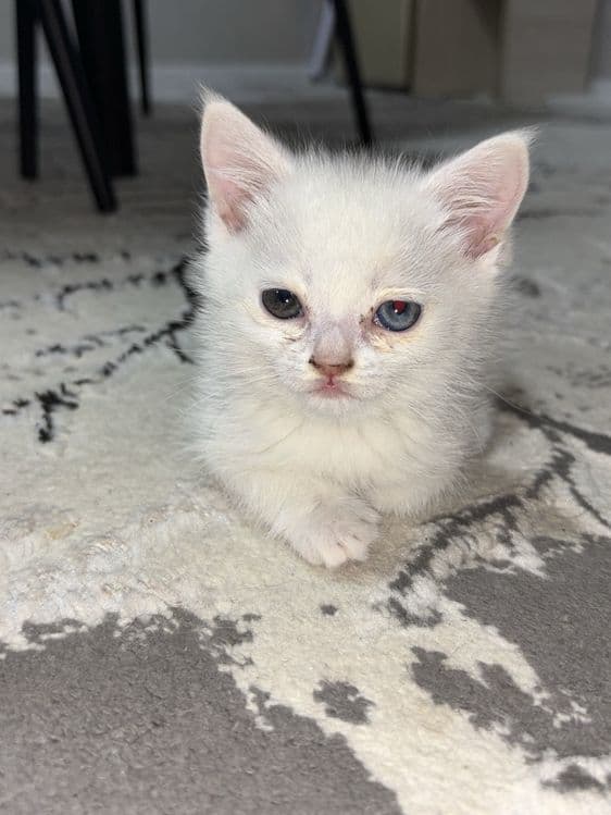 Милый котёнок ищет заботливый д — 3