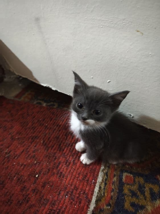 Продаётся котята — 3