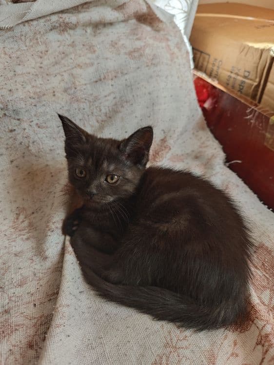 Продаётся котята — 4