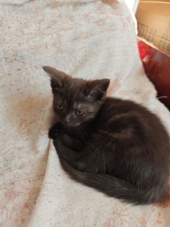 Продаётся котята — 5
