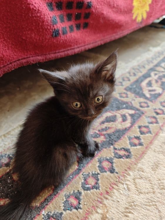 Продаётся котята — 6