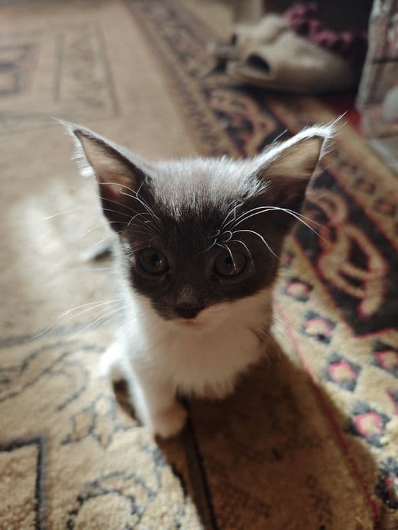 Продаётся котята — 7