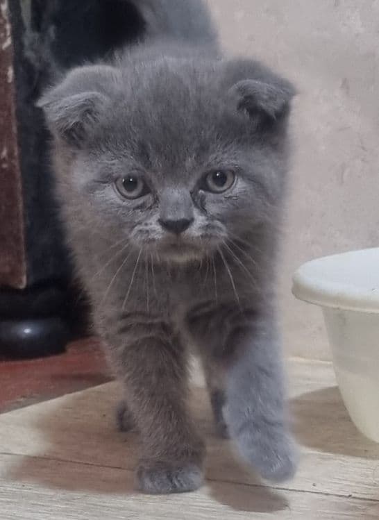 Очаровательные Скоттишь  Фолды. — 2