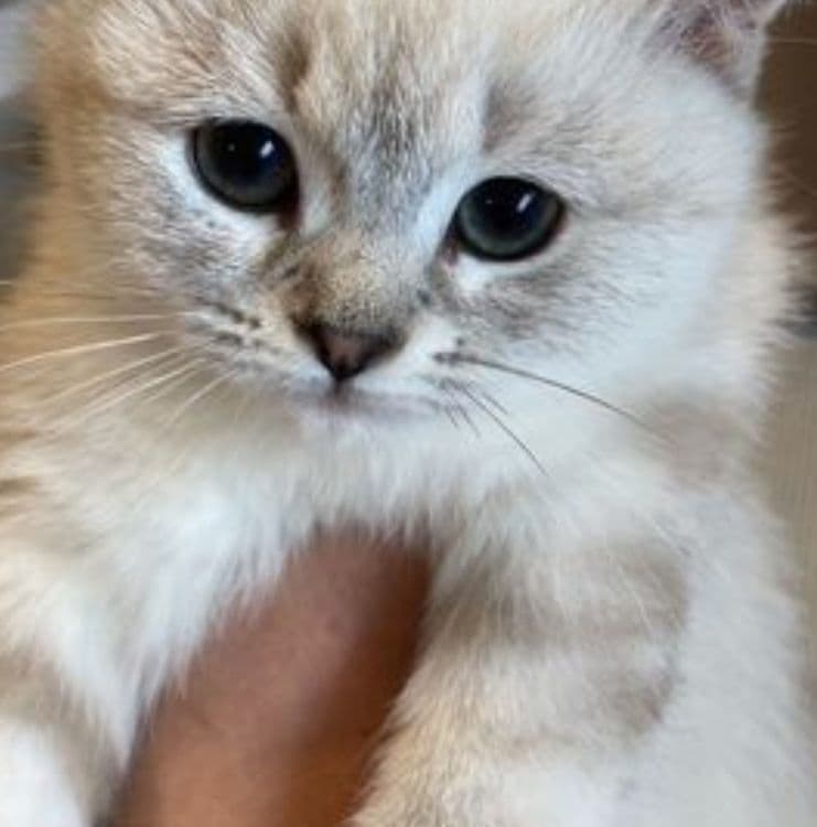 Продаются белые котяте — 2