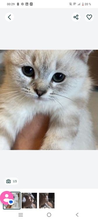 Продаются белые котяте — 4