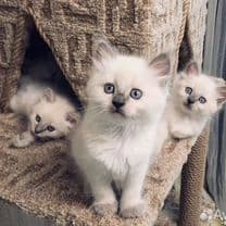 Продаются белые котяте — 6
