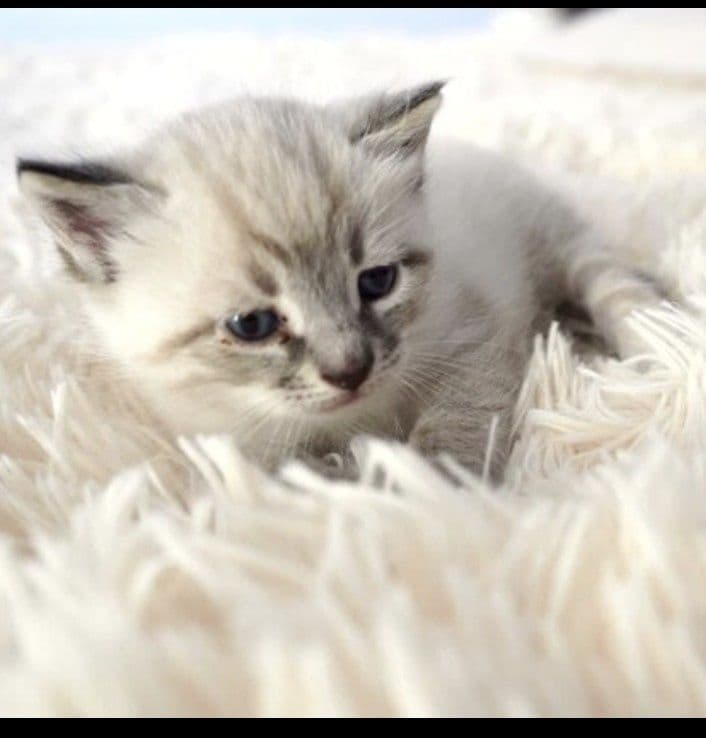 Продаются белые котяте — 7