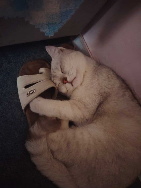 Вязка британский шиншилла — 3