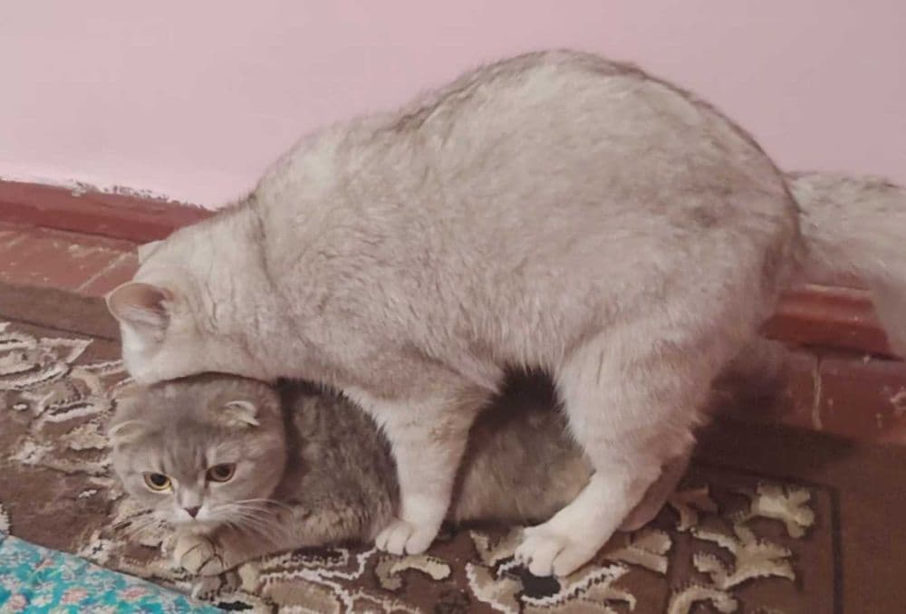 Вязка британский шиншилла — 4