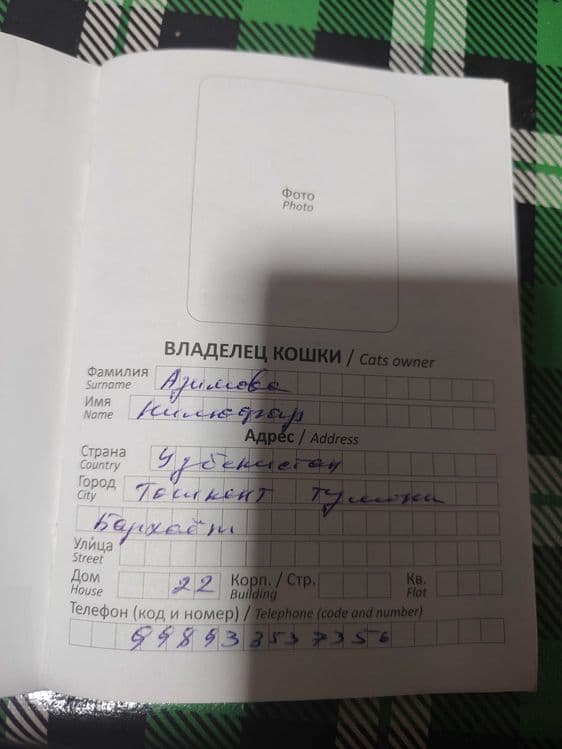 Вязка британский шиншилла — 5