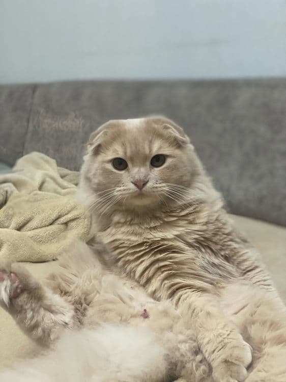 Шотландский вислоухий кот для вязки — 1