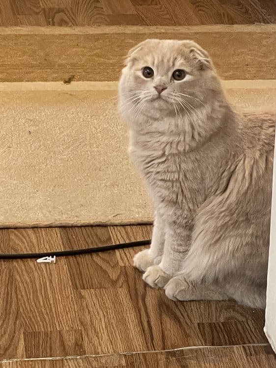 Шотландский вислоухий кот для вязки — 2