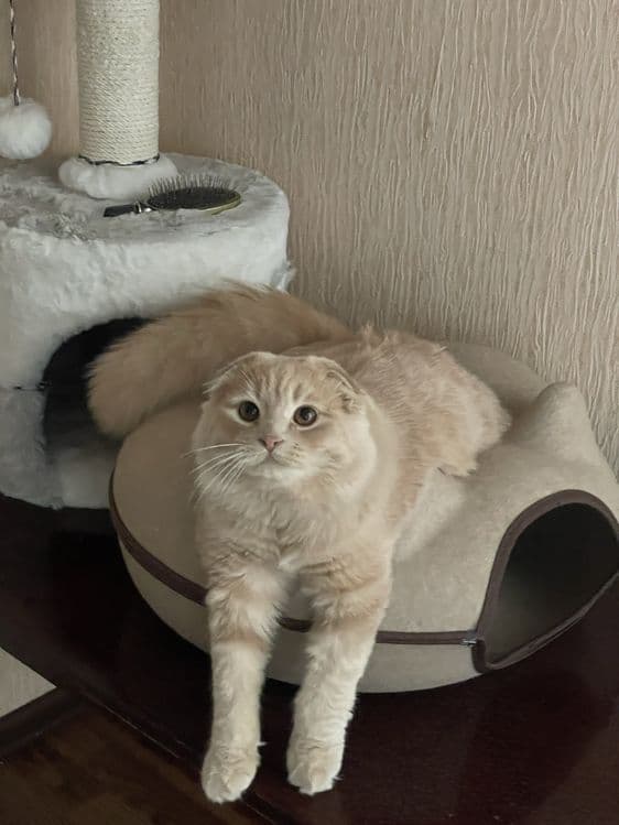 Шотландский вислоухий кот для вязки — 3