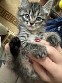 Отдам котенка в добрые руки