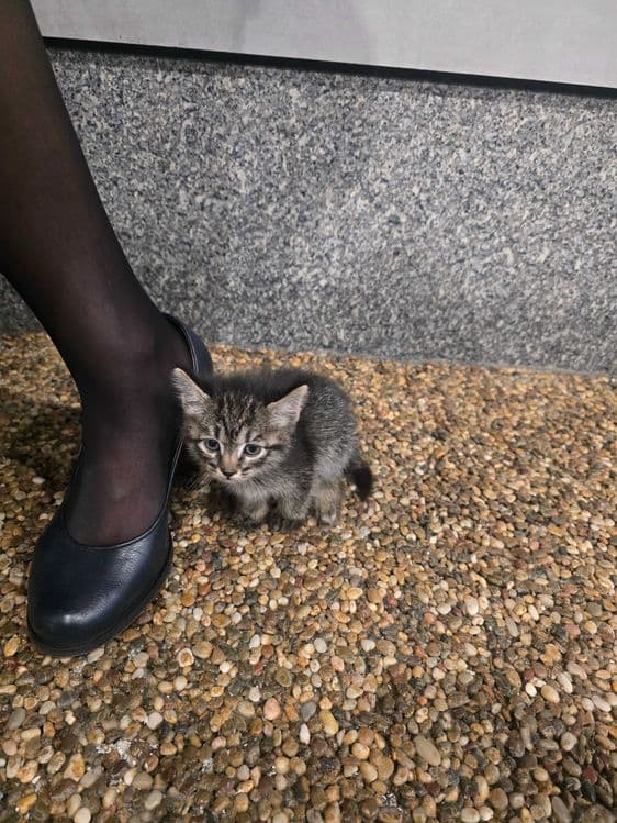 Отдам котенка в добрые руки — 2