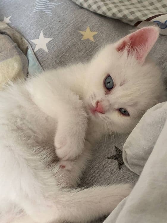 катенок мальчик 1,5 месяца — 1