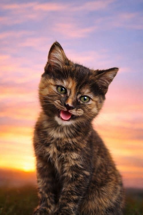 Котята (малые - милые) 1 месяц — 3