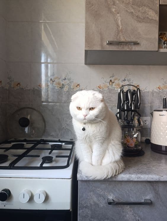 вислоухий кот (скоттиш фолд) — 1